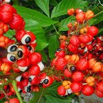 Γκουαρανά σκόνη 100γρ