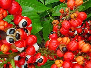 Γκουαρανά σκόνη 100γρ