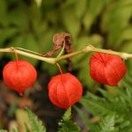 Ασβαγκάντα Σκόνη 100γρ