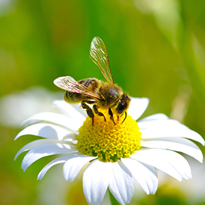 Προϊόντα μέλισσας