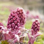 Πετασίτης 50γρ