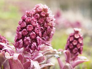 Πετασίτης 50γρ