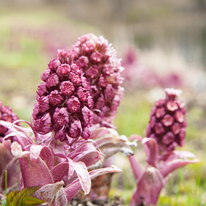 Πετασίτης 50γρ