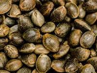 Σπόροι Κάνναβης