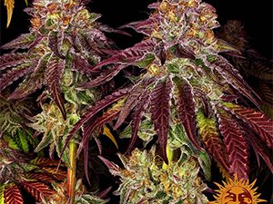 MIMOSA X ORANGE PUNCH AUTO STRAIN