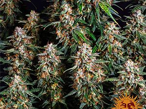 STRAWBERRY CHEESECAKE AUTO STRAIN