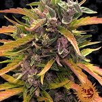 GORILLA GLUE AUTO STRAIN