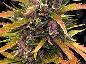 GORILLA GLUE AUTO STRAIN