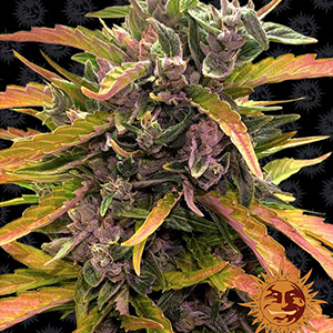 GORILLA GLUE AUTO STRAIN