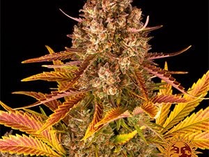 DOS SI DOS AUTO STRAIN