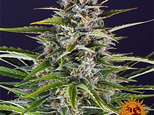 GORILLA ZKITTLEZ AUTO TRAIN